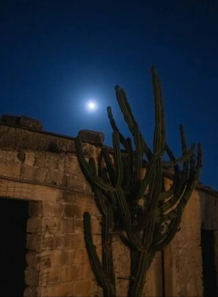 A tall cactus silhouetted against the moon above the old stone outbuildings
