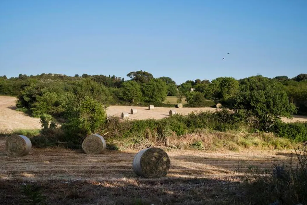 Round hay bales in the cut field beyond the wall
